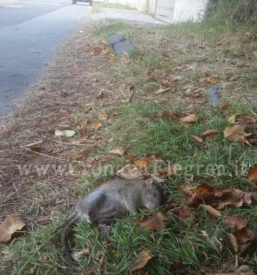 POZZUOLI/ Topo gigante a pochi passi dalle scuole