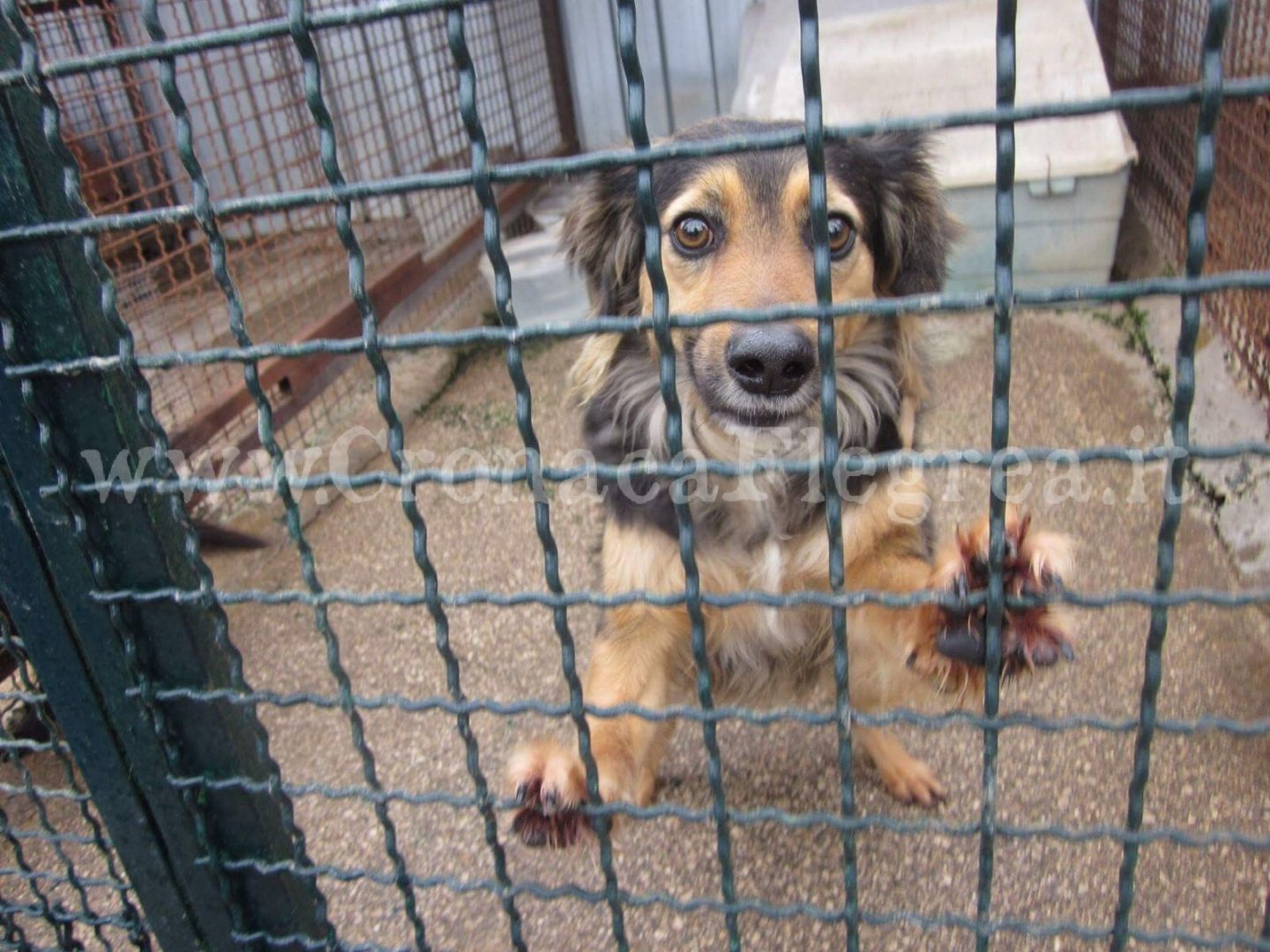 LICOLA/ Duecento cani a rischio fame, è gara di solidarietà – LE FOTO