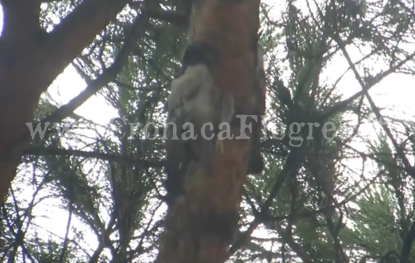 Colombi impiccati agli alberi, la scoperta shock