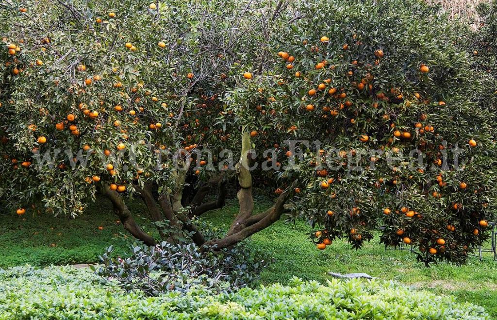 Al via la sesta edizione della Festa del Mandarino dei Campi Flegrei