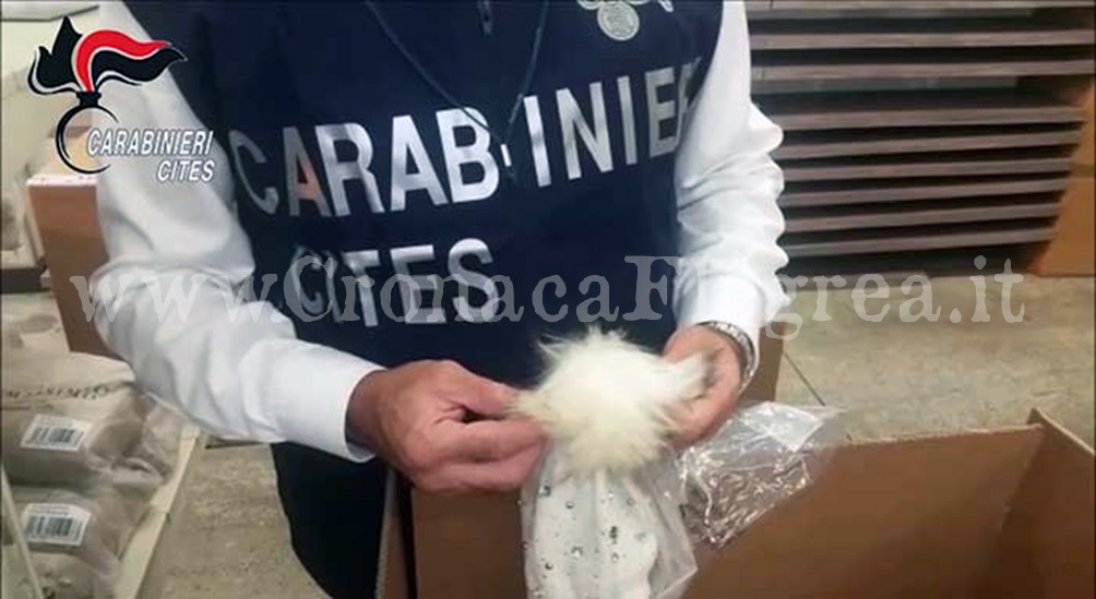 Carabinieri forestali scoprono 16 capi di abbigliamento realizzati con pellicce di orsetto lavatore