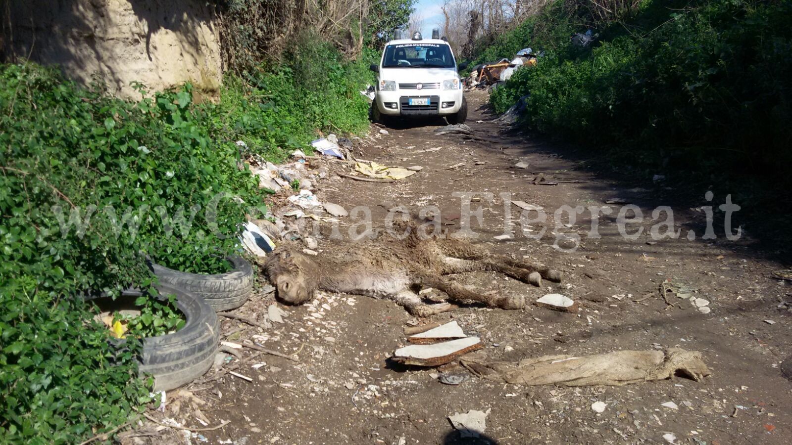 QUARTO/ Ancora una macabra scoperta: asina di pochi anni ritrovata morta