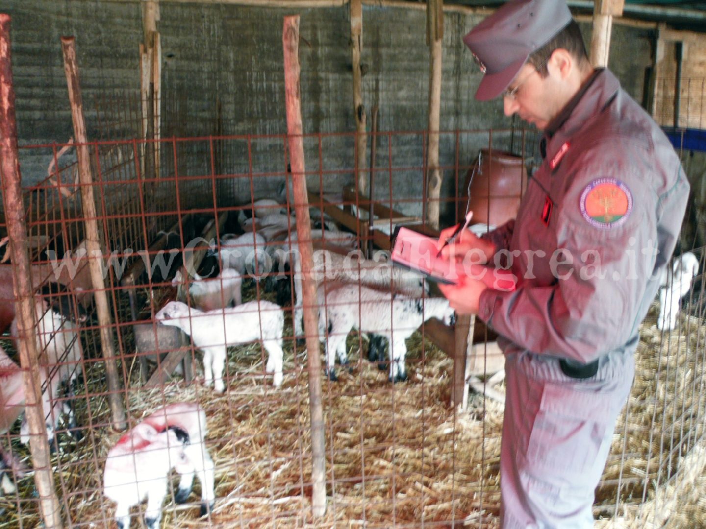 Maxi blitz di Pasqua: scoperti allevamenti abusivi, etichette false, carne e latte senza tracciabilità