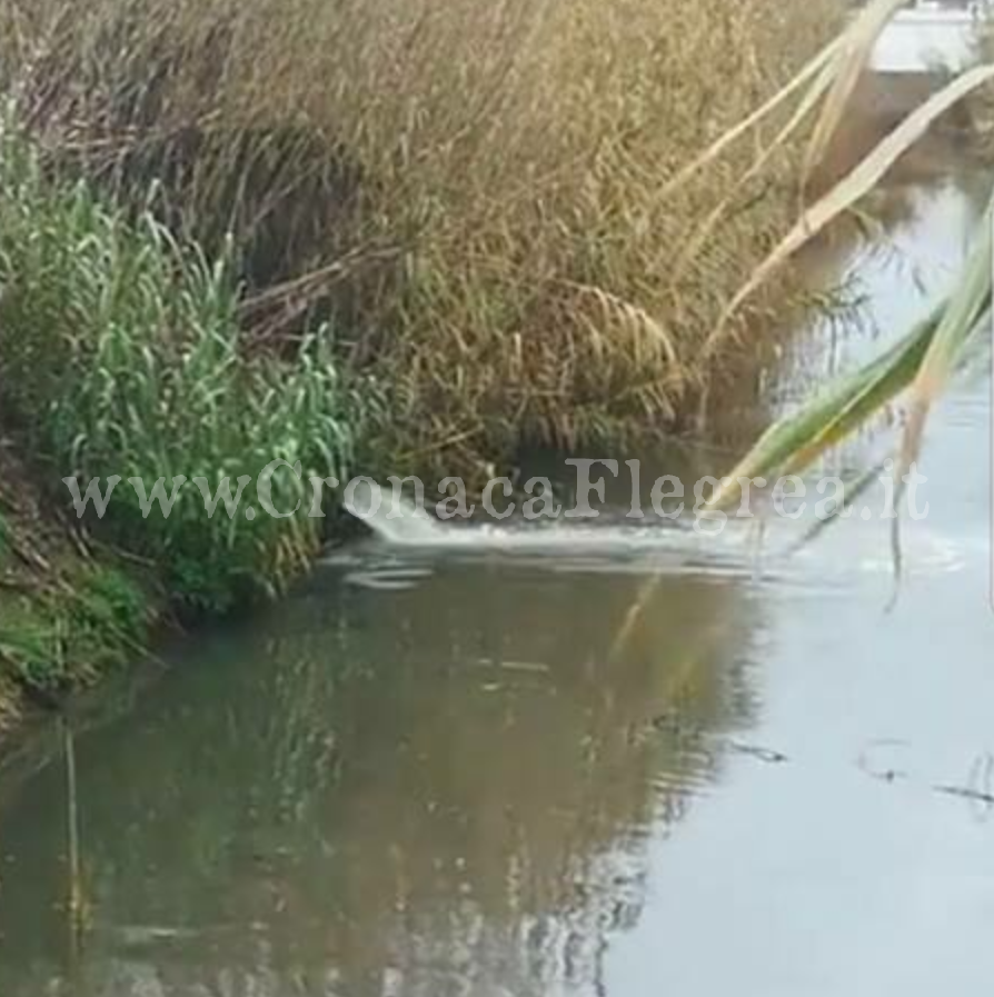 POZZUOLI/ Canale Abruzzese, i Verdi chiedono la videosorveglianza