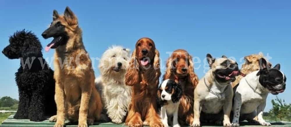 A Pozzuoli il primo concorso di bellezza per cani