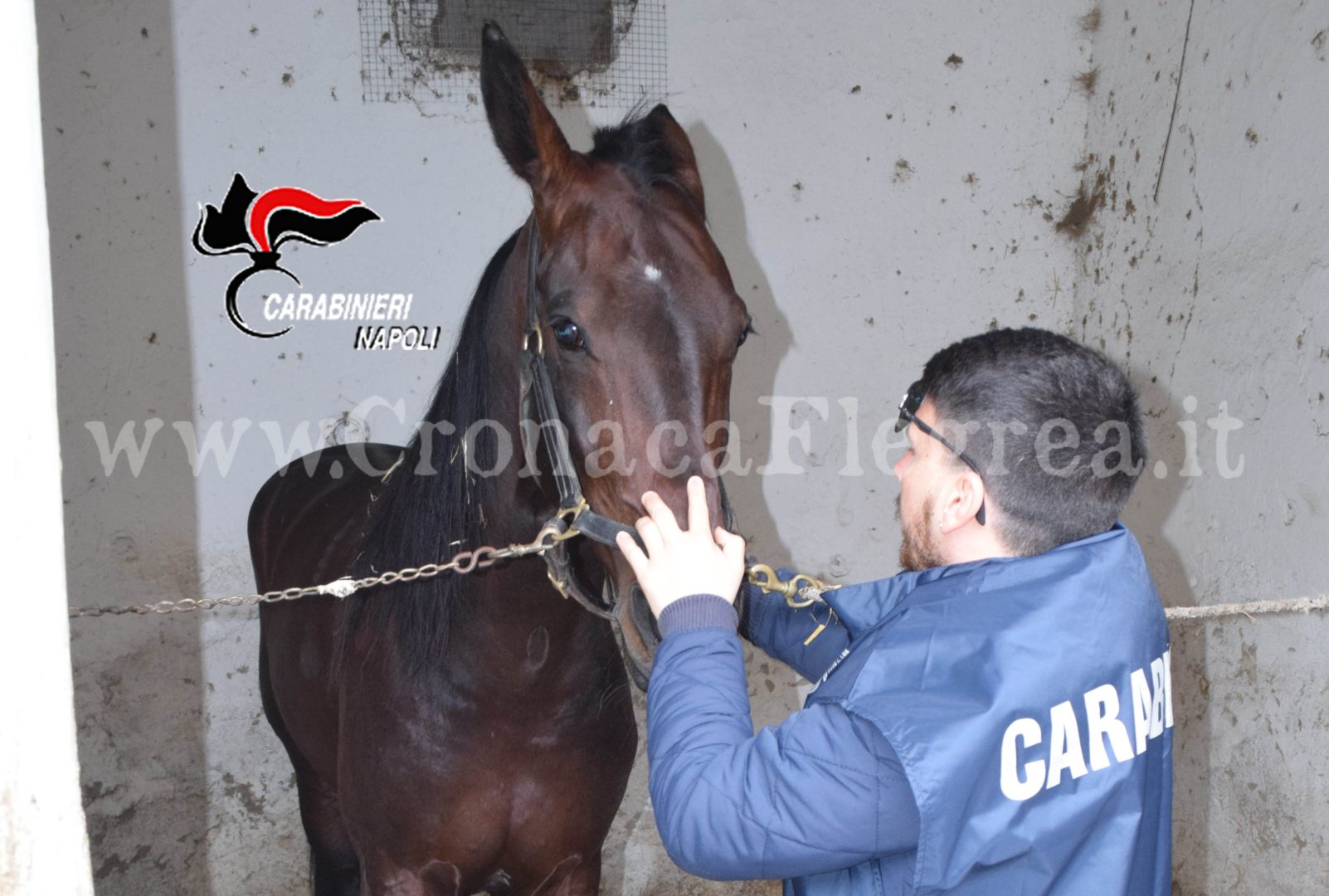 Cavallo da corsa dopato nell’Ippodromo: blitz dei forestali