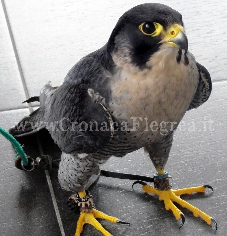 POZZUOLI/ Falco Pellegrino legato con filo di nylon: lo salvano le Guardie zoofile
