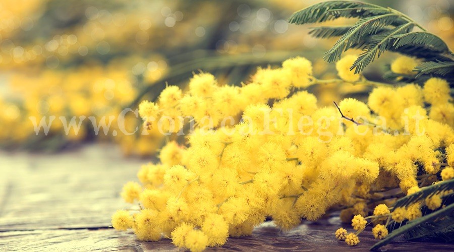 Giornata della donna: a Pozzuoli una mimosa sulla lapide dedicata alle vittime della guerra