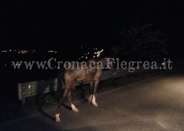 POZZUOLI/ Cavalli scappano e finiscono in strada: paura nella notte sulla Domitiana