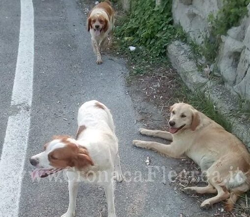 POZZUOLI/ La denuncia shock: «Cane ucciso e squarciato sul lago»