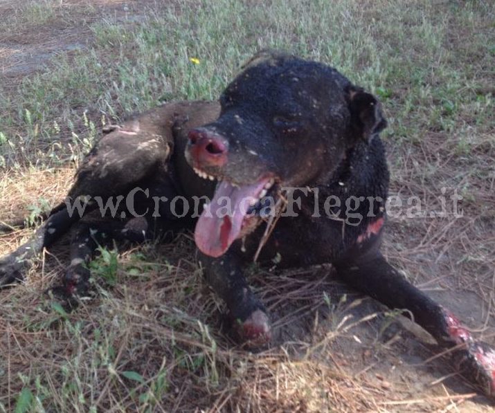 Cane torturato e bruciato vivo: la città di Pozzuoli ricorda Spike