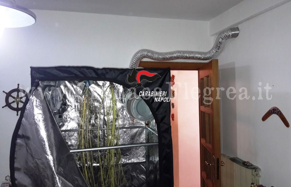 QUARTO/ Serra per cannabis e hashish in casa: arrestato 35enne