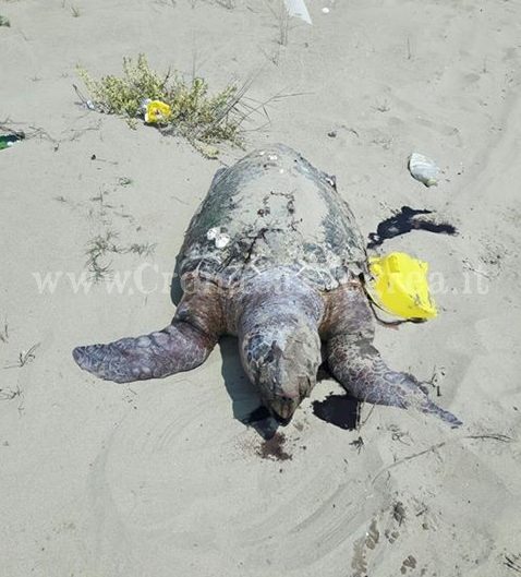 Tartaruga Caretta Caretta morta sulla spiaggia tra Licola e Varcaturo – LE FOTO