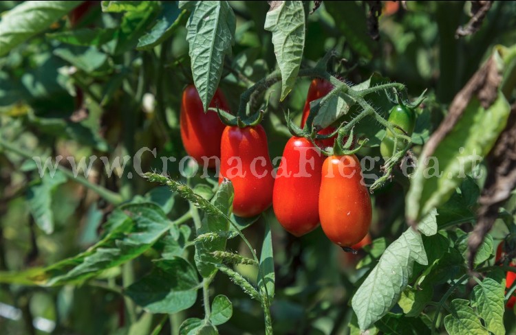 A Cuma la presentazione dell’Associazione Pomodoro Cannellino Flegreo