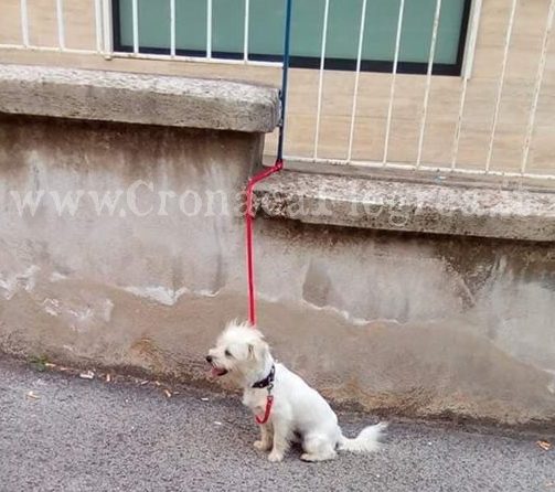 QUARTO/ Cane abbandonato e legato ad una ringhiera