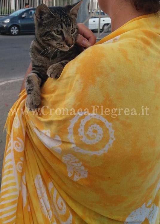 Shock a Bacoli: cerca di infilare un petardo nell’ano di un gatto ma viene fermato dai bagnanti