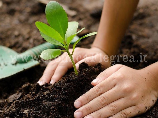 A Pozzuoli l’iniziativa “Alberi per il futuro”