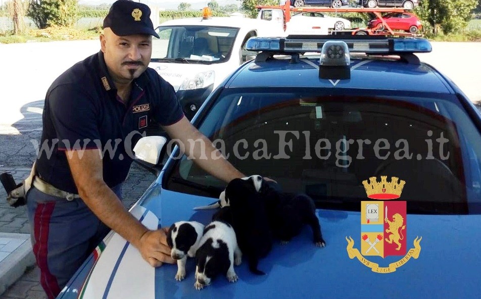 Sette cuccioli di cane abbandonati in strada e salvati dalla polizia