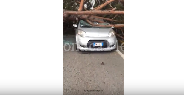 IL VIDEO/ Albero si schianta su un’auto: tragedia sfiorata