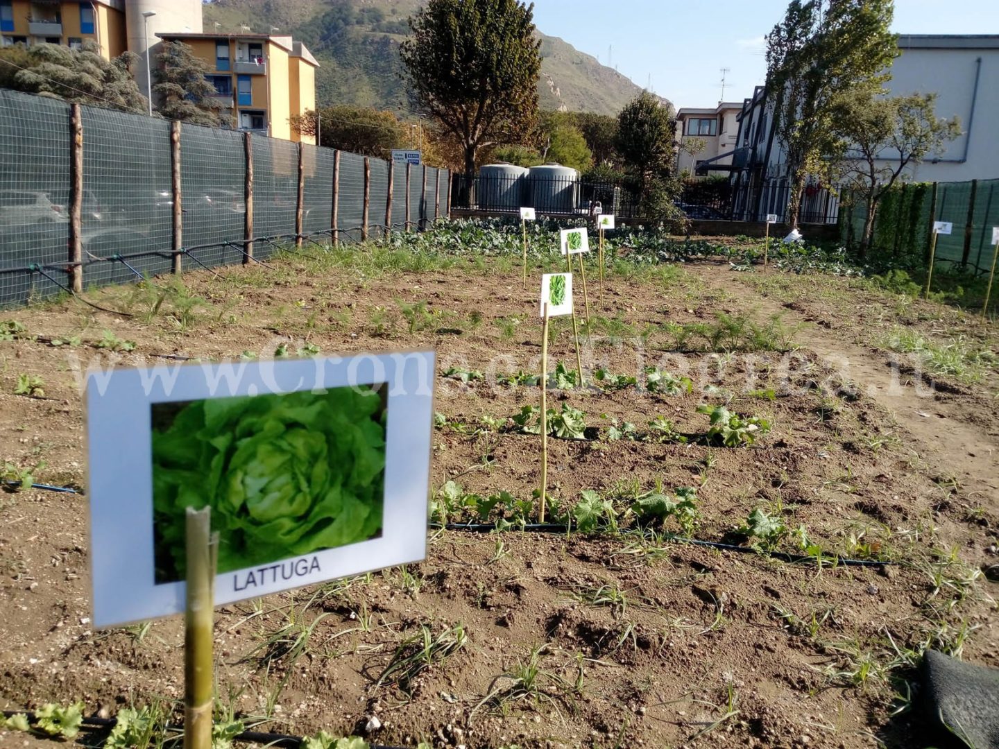 POZZUOLI/ Nasce l’orto terapeutico del Servizio Igiene Mentale – LE FOTO