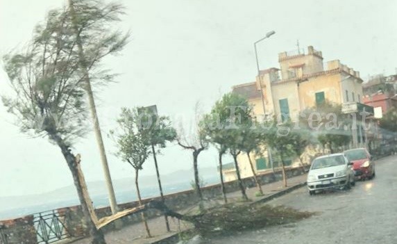 POZZUOLI/ Forti raffiche di vento: alberi cadono in strada e nel cortile di una scuola – LE FOTO