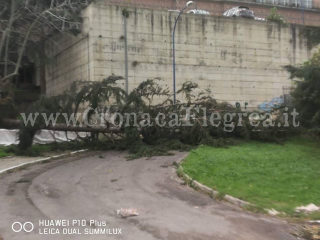 POZZUOLI/ Grosso albero si abbatte sulla strada, auto bloccate – LE FOTO