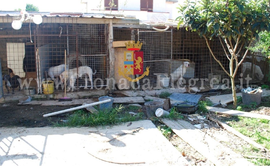 POZZUOLI/ Mercato clandestino di animali nel canile abusivo scoperto a Licola