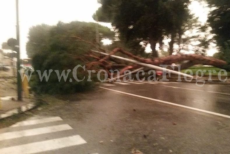 Campi Flegrei flagellati dal maltempo: decine di alberi caduti, allagamenti e danni – LE FOTO DEI LETTORI