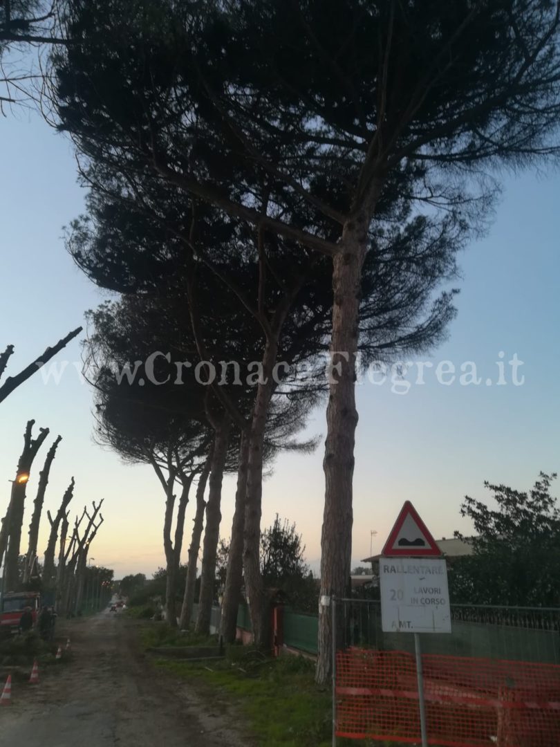 FOTONOTIZIA/ Tagliati gli alberi in via delle Colmate a Licola