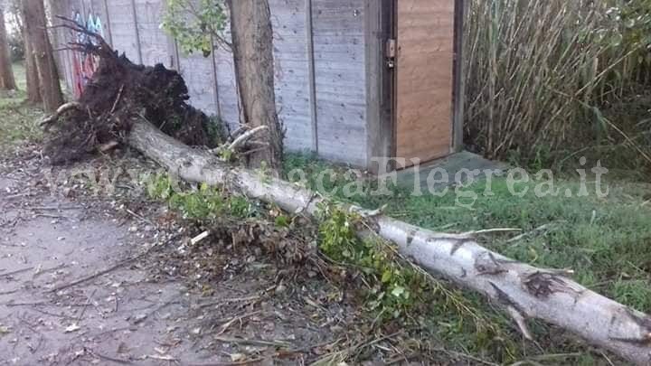 POZZUOLI/ Maltempo, alberi sradicati e rami spezzati al lago d’Averno