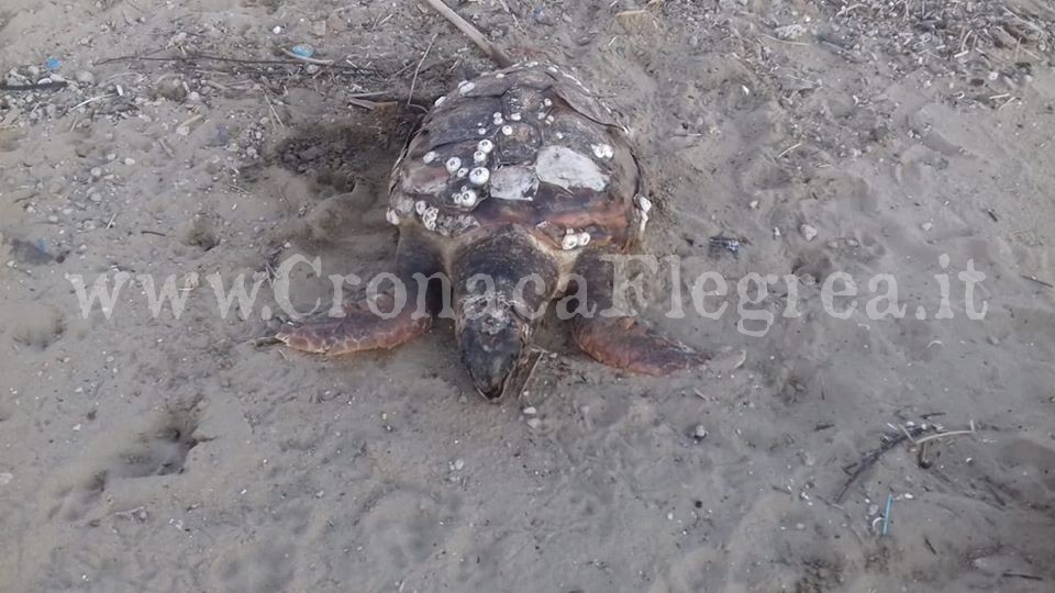 BACOLI/ Tartaruga marina morta sull’arenile di via Spiagge Romane