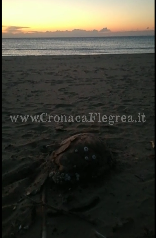BACOLI/ Tartaruga morta in via Spiagge Romane: la carcassa non è stata ancora rimossa