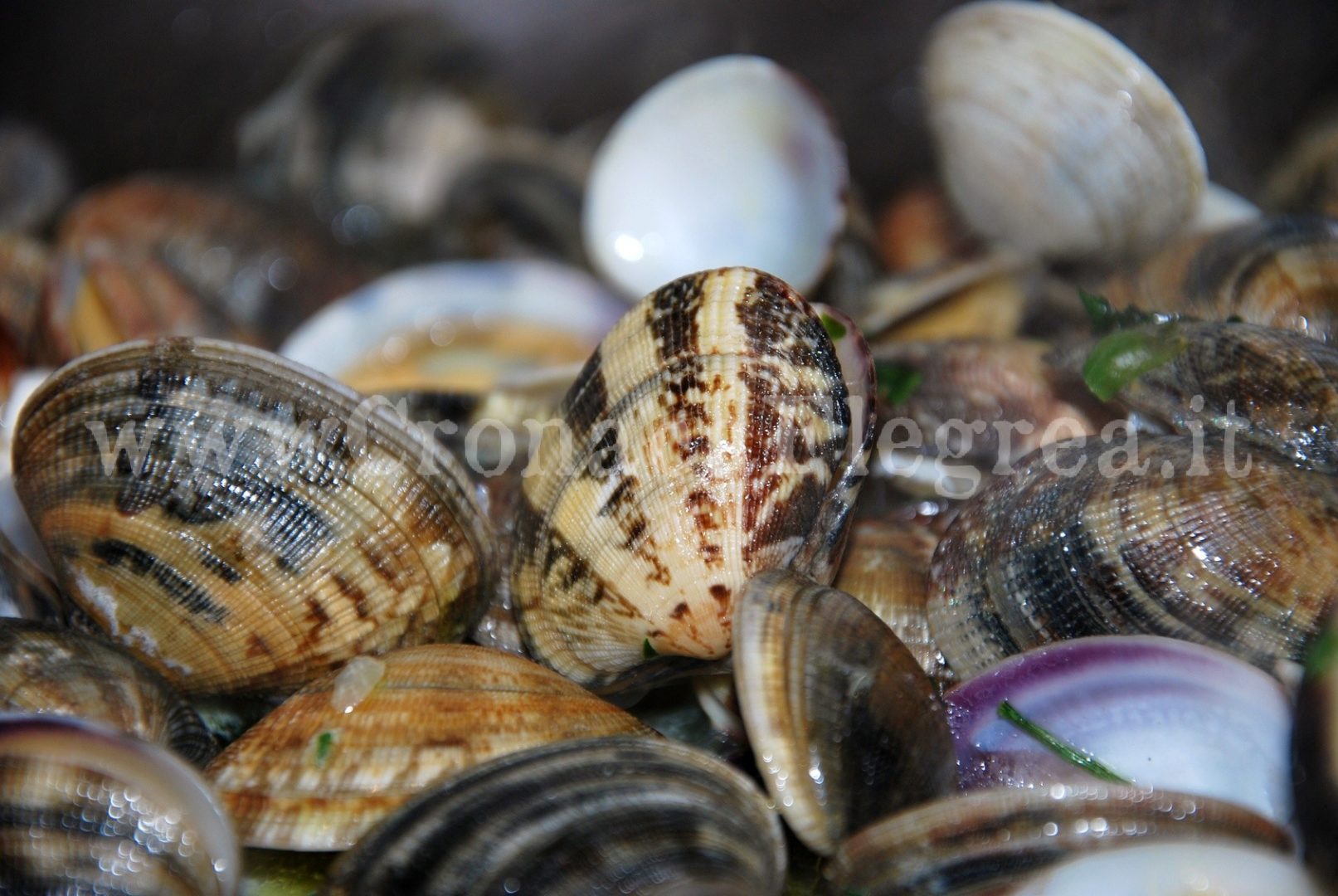 POZZUOLI/ Operazione della Capitaneria: sequestrati 250 kg di pesci e frutti di mare