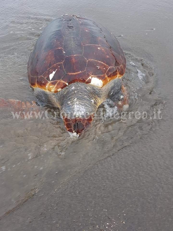 POZZUOLI/ Tartaruga morta in spiaggia: ennesimo ritrovamento a Licola
