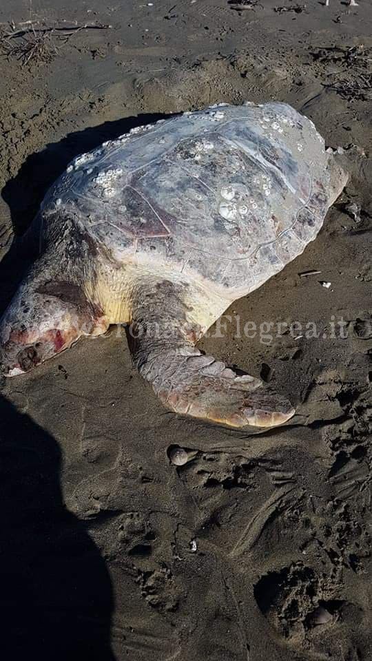 POZZUOLI/ Ennesima triste scoperta a Licola: tartaruga caretta caretta morta in spiaggia