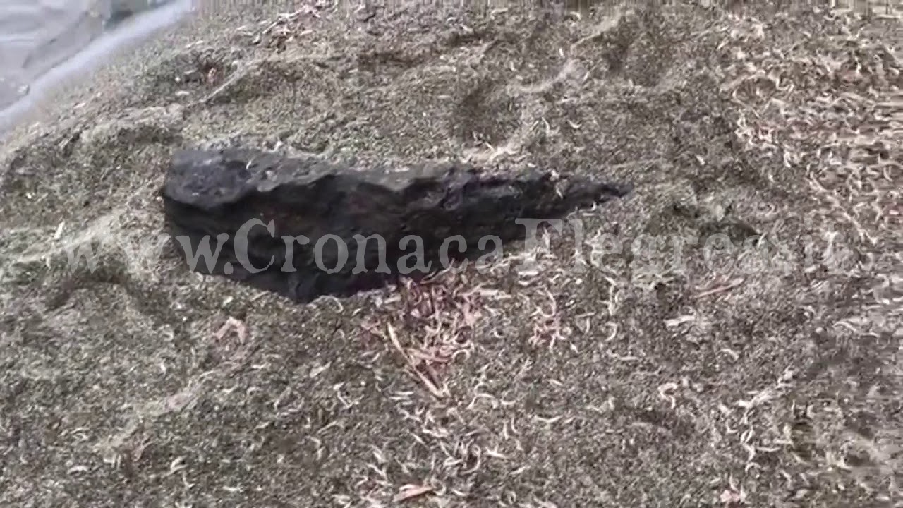 Migliaia di gamberetti sulla spiaggia ma è vietato mangiarli