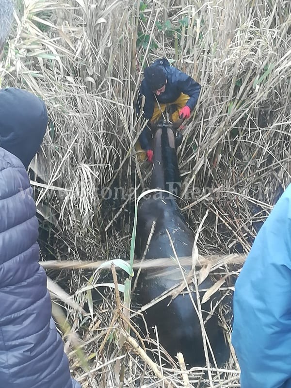 POZZUOLI/ Cavallo fugge e finisce in un canale – LE FOTO