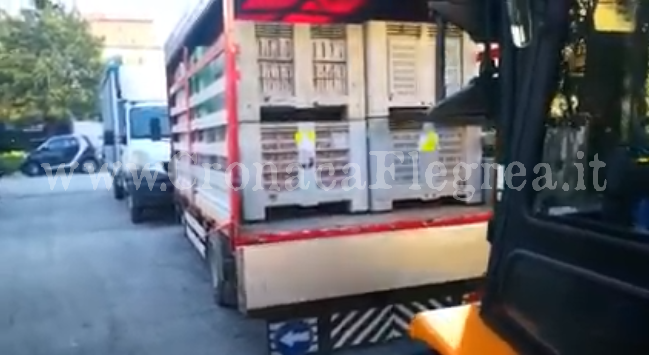 Maxi sequestro di droga a Pozzuoli: in due camion 1.250 kg di hashish tra cipolle e arance – IL VIDEO