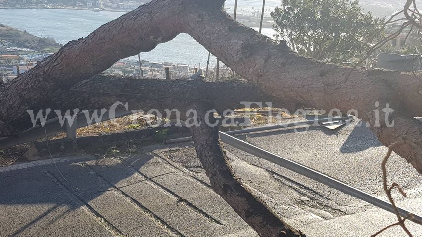 I LETTORI SEGNALANO/ «A Monte di Procida ci sono ancora alberi a terra»