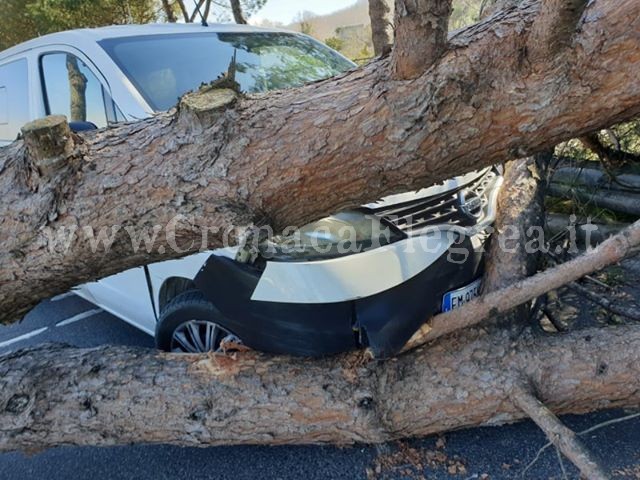 POZZUOLI/ Furgone schiacciato da un albero: imprenditore vivo per miracolo – LE FOTO