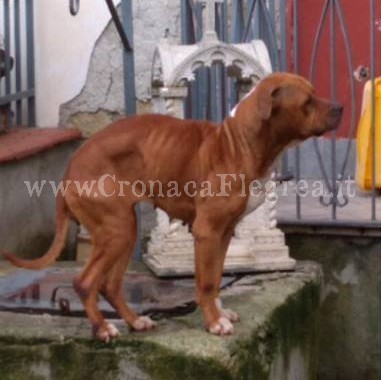 Orrore a Quarto: due pitbull segregati in un cortile e denutriti – LE FOTO