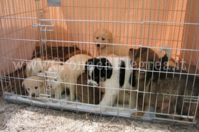 Traffico illegale di migliaia di cani, sgominata la gang