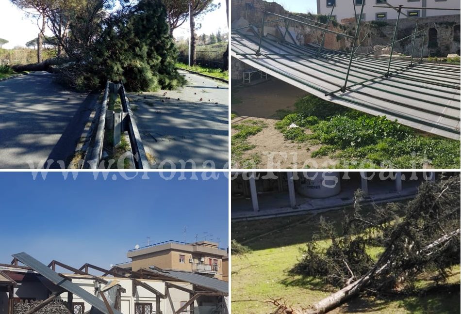 Pozzuoli flagellata dal vento: decine di alberi caduti. Danni a sito archeologico – LE FOTO