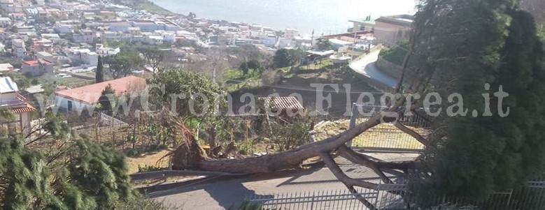 Maltempo, pali e alberi abbattuti a Bacoli e a Monte di Procida