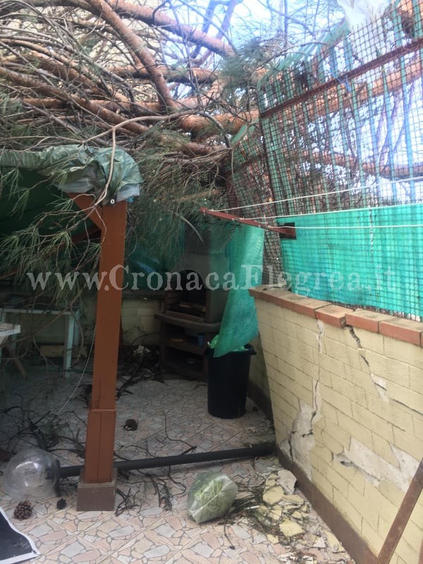 POZZUOLI/ Albero cade a Monterusciello e distrugge un giardino – LE FOTO