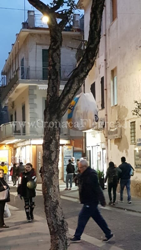 FOTONOTIZIA/ Sacchetti dell’immondizia appesi agli alberi a Pozzuoli