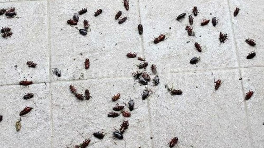 POZZUOLI/ Invasione di scarafaggi e insetti, il Comune ordina una nuova deblattizzazione