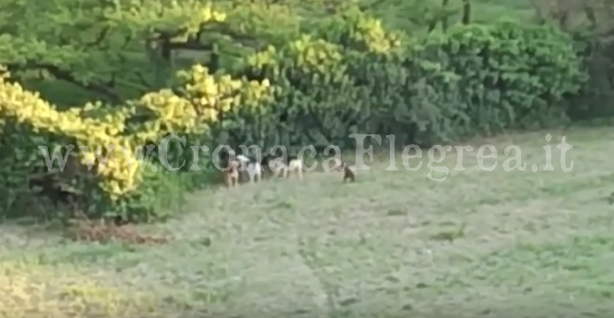 QUARTO/ Nuovo Sos dei residenti: «Assediati da un branco di cani randagi» – IL VIDEO