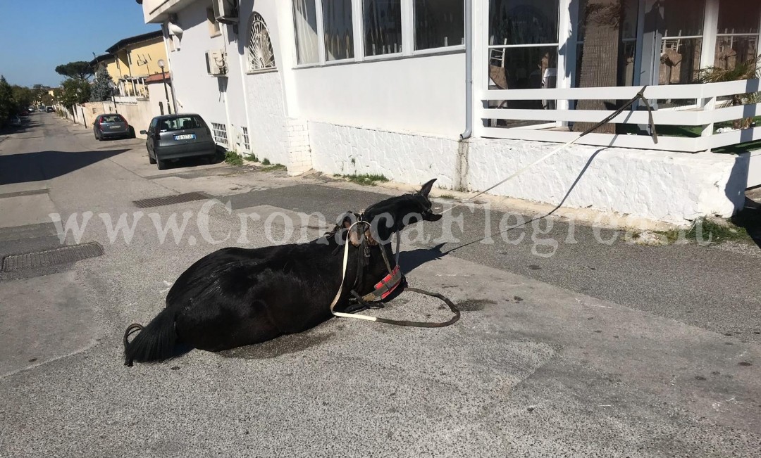 Cavallo scappa da un maneggio e semina il panico a Licola: bloccato da un poliziotto – LE FOTO