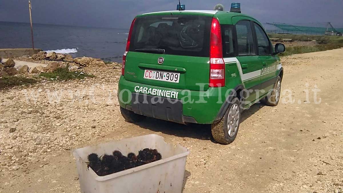 Da Pozzuoli a Tarquinia per pescare ricci di mare: multato